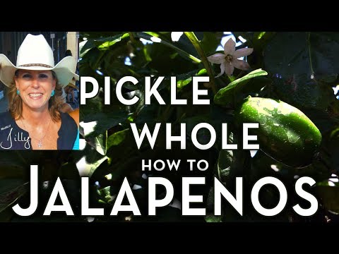 How to Pickle Whole Jalapeno Peppers ~ Easy Beginner Method