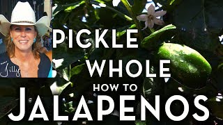 How to Pickle Whole Jalapeno Peppers ~ Easy Beginner Method