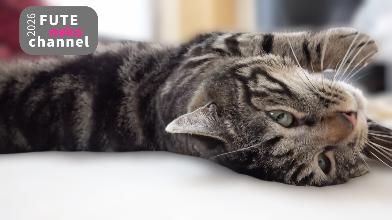 お膝に乗ってくる超甘えん坊な保護猫【保護猫】