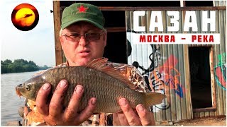 Чем ловить сазана в москва реке