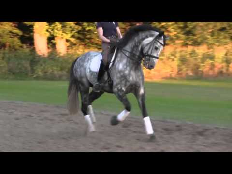 Sir Donnerhall gelding