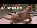 Why Scoobydoo Is The Biggest TEASE