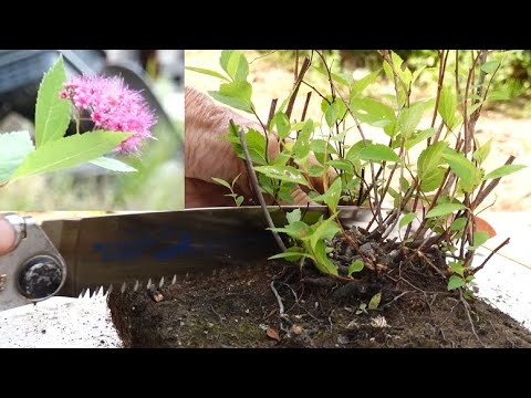 園芸 トゥーンベルグのシモツケ