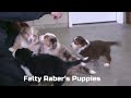 Australian Shepherd dogs for sale: Sandy - Video 1