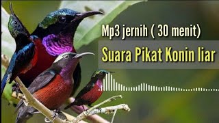 Download lagu MP3 JERNIH || SUARA PIKAT KONIN DI JAMIN 99% ANTI ZONK mp3