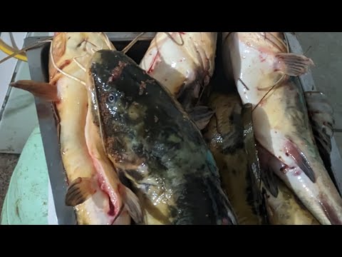 PESCA LAGUNA DEL SAUCE- MALDONADO URUGUAY 🎣📍