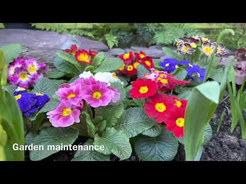 Bluebells of Oxfordshire Ltd video.