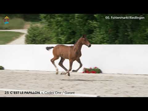 KN 25 C`est le papillon  HF v. Codex One - Garant 66. FOHLENAUKTION RIEDLINGEN 2023