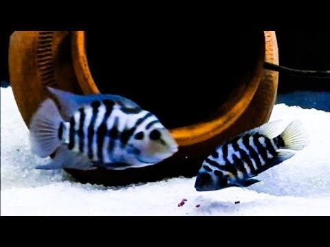Convict cichlida — nastavenie akvária a chov