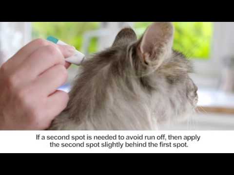 Bravecto Topical Solution for Cats 13.8 - 27.5 lbs (1 tube)|3 Months Protection Video