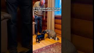 He rescued a wild Pallas's cat from a wolf and gave it shelter in his house  #wildliferescue #short