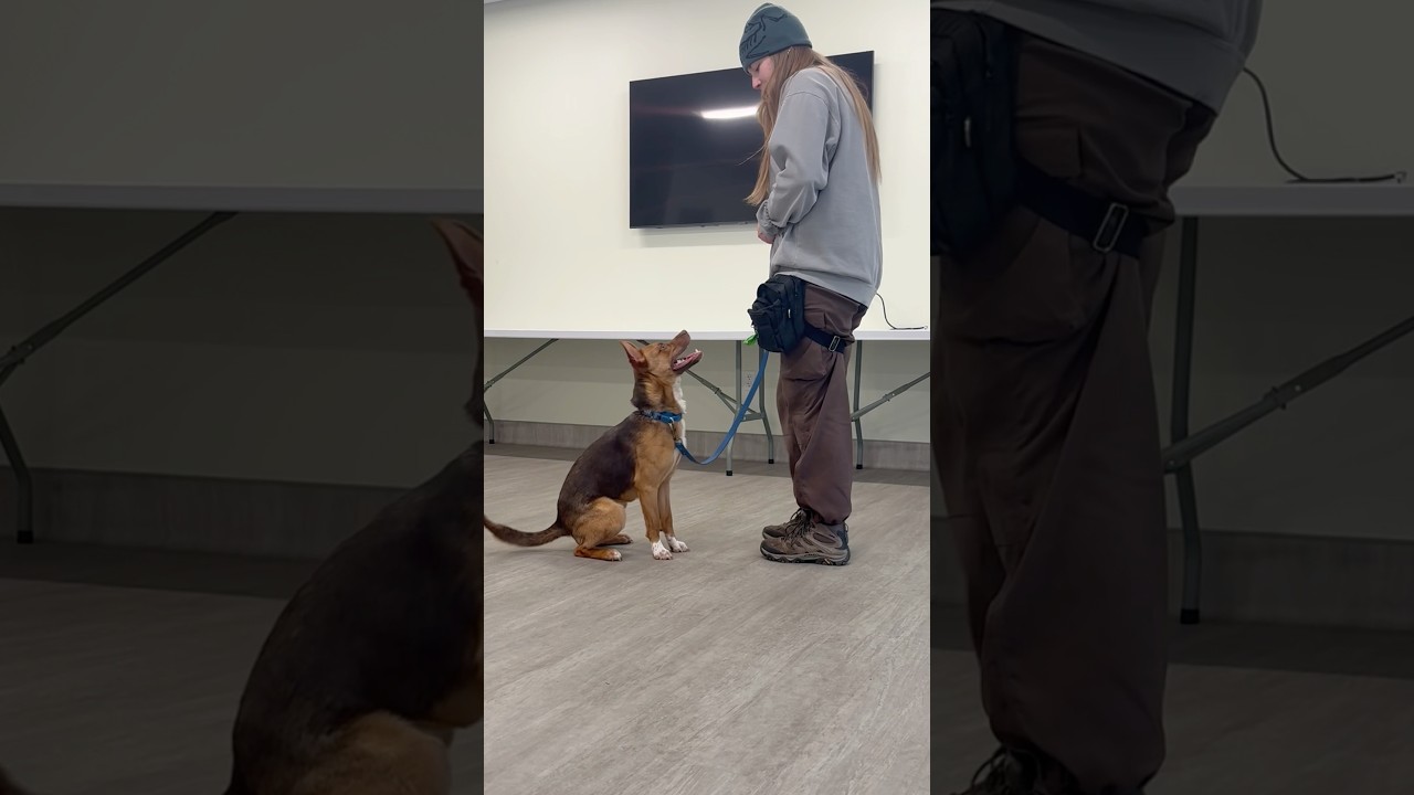 Enlarge Foxy , a ADOPTABLE mixed breed in Briarcliff Manor, NY video 5/5