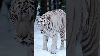 Download lagu Harimau Salju Putih - Sahabat Hewan yang Megah! 🐯🤍❄ mp3 Download lagu Harimau Salju Putih - Sahabat Hewan yang Megah! 🐯🤍❄ mp3