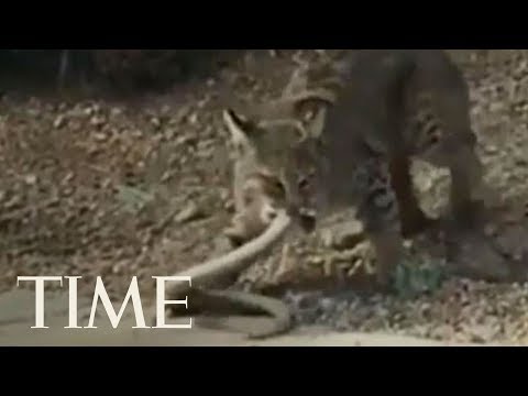 This Bobcat's Suspenseful Fight With A Rattlesnake Has Gone Viral | TIME