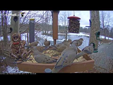 Mourning Doves Fill The Cornell Feeders – Dec. 11, 2017