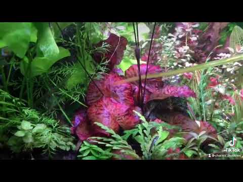 Tiger Red Lotus( (Nymphaea Zenkeri)