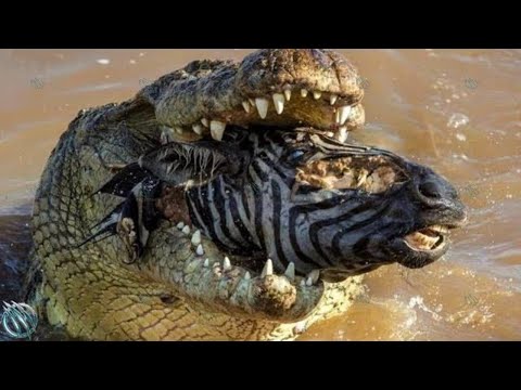 NILE CROCODILE ─ Even Lions and Hippos are Afraid of The King of African Rivers