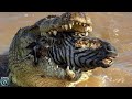 NILE CROCODILE Even Lions And Hippos Are Afraid Of The King Of African Rivers
