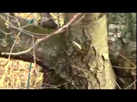 Treecreeper 2013 Dec