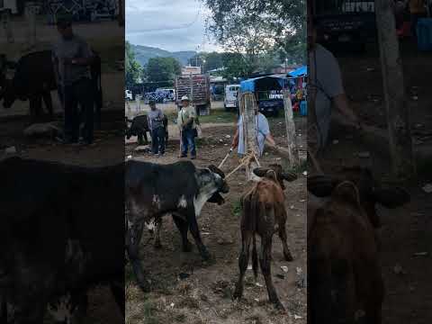 ya activados en el tiangue de Nueva Guadalupe, San Miguel