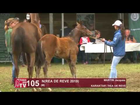 Sprinter Sacré Show 2019 : Lot 105 - N 19 REA DE REVE