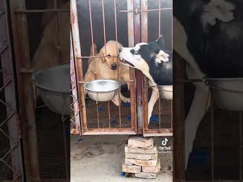 Breed's Dog Lovers in Tunisia #labrador #Dogfamily #husky #huskylove #labrdorretriever