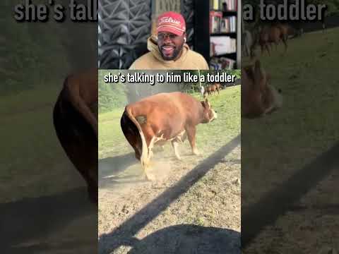 cow throwing a full tantrum #animals #viral #shorts