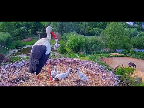Lublewo /PL 🖤‼️ Najmniejsze pisklę jest już za Tęczowym Mostem 🖤 ‼️ 01.06.26