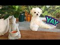 Maltese Dogs Are The Cutest Five Moths Old Puppy Playing