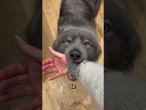 WOLF TRIES TO SHOW ME SOMETHING BY BITING MY ARM - Why do wolfdogs do this?  #wolfdog