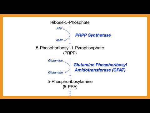 Purine Synthesis