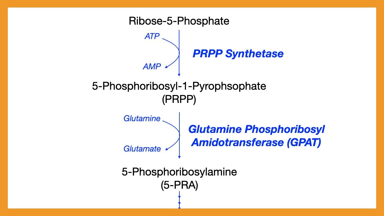 Purine Synthesis