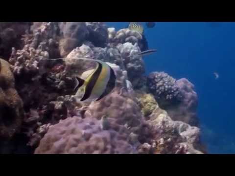Great Barrier Reef Diving, Australia Lizard Island