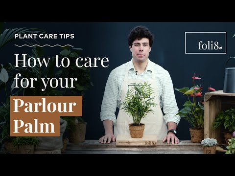 Parlour Palm Plant Care Tips 🌿 Chamadorea elegans @ foli8
