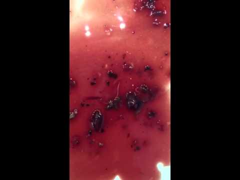Il raccogliere di erbe per pulirsi di parassiti Lo yak per non prendere vermi