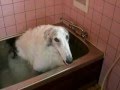 Borzoi dog taking a bath by himself
