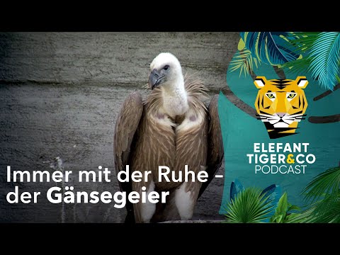 ETC Podcast: Der Gänsegeier - immer mit der Ruhe  | Elefant, Tiger & Co. | MDR
