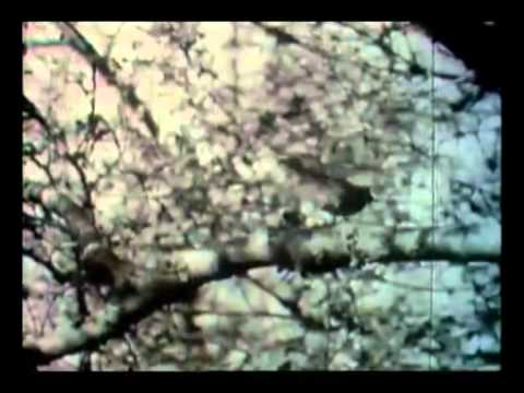 Forest murmurs, Šuma šumori, 1947 by Slavko Vorkapich.