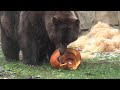 Bears Get Halloween Pumpkins At Illinois Zoo