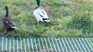 Couple de canards colverts dans le jardin, le 1er avril 2020...