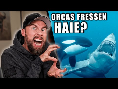 ORCAS fressen WEIßE HAIE? - Warum Orcas Killerwale sind! | Robert Marc Lehmann