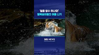 '얼음 빙수 하나요!' #shorts