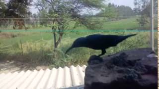 What is the name of this bird Video