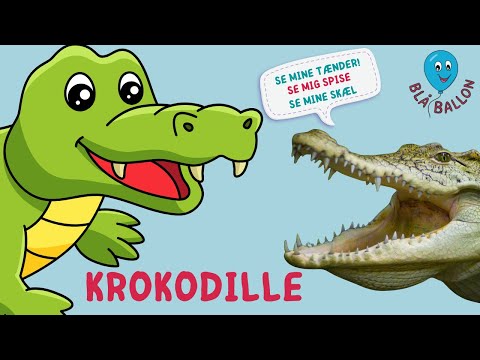 Sjov film for børn om krokodiller. Se ægte krokodiller synge "5 små aber sad på en gren".