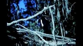 Ill Nino - Against The Wall Victory Records.wmv