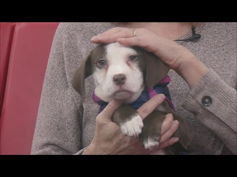 Pet of the week - YouTube