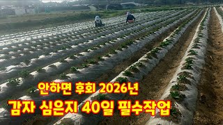 감자 북주기 북주는 시기 2026년 수미감자 괴산감자 흙 올려주기 충북 괴산군 감물면 풀뿌리농장 괴산군민 유…