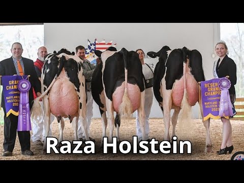 , title : 'Raza de ganado lechero Holstein. La mejor raza de vacas lechera en el mundo.'