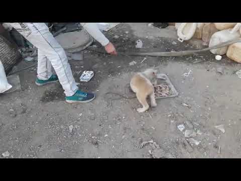 بچه سگ دوبرمن سر غذا وحشیت خود را نشان میدهد