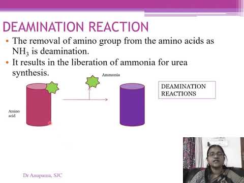 Reactions of Amino Acids